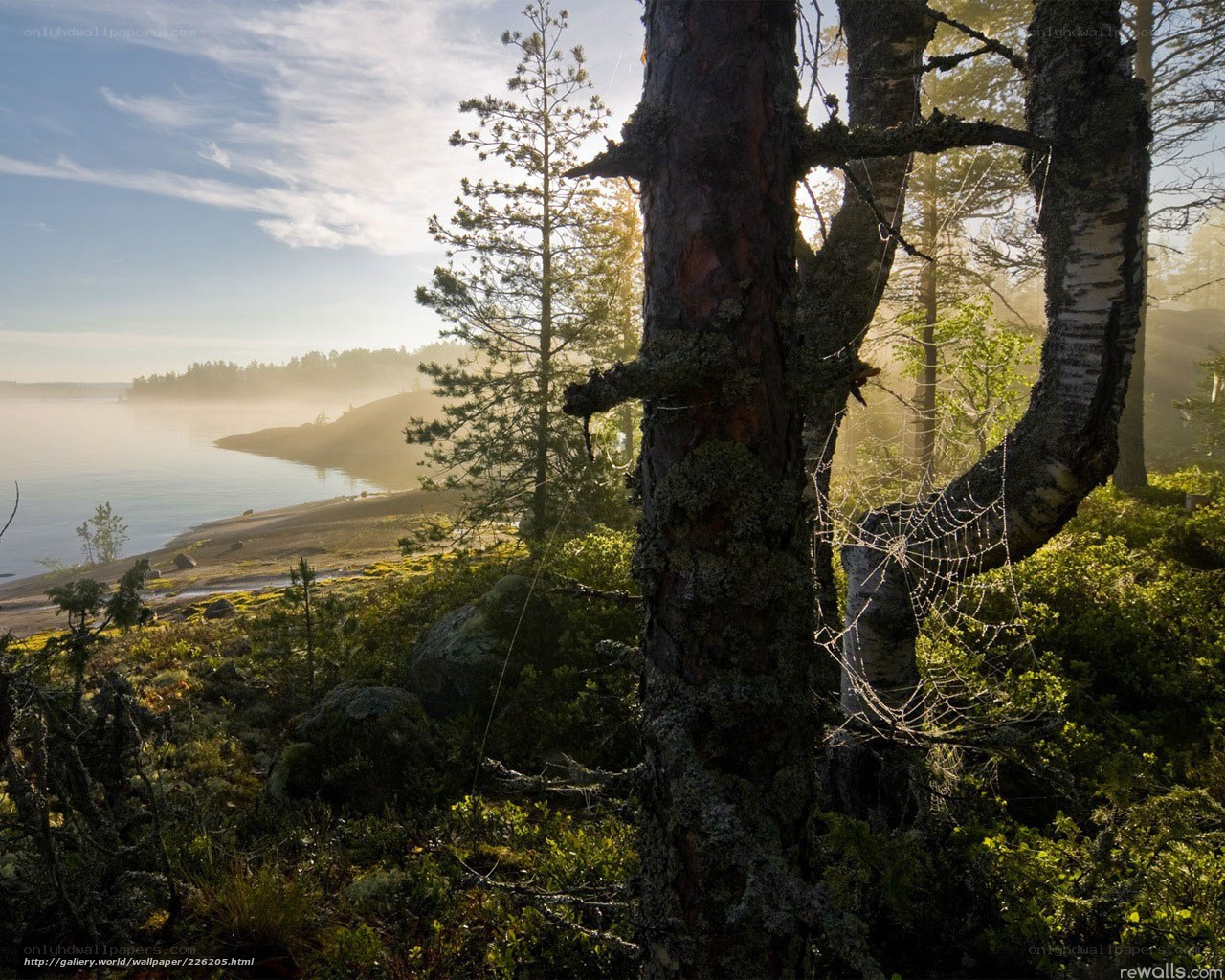 Forest lake at sunrise