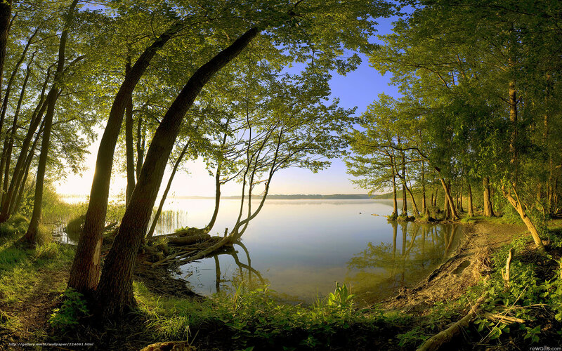 Forest Lake at Sunrise — Green, Serene, Photograph, Trees, Reflection