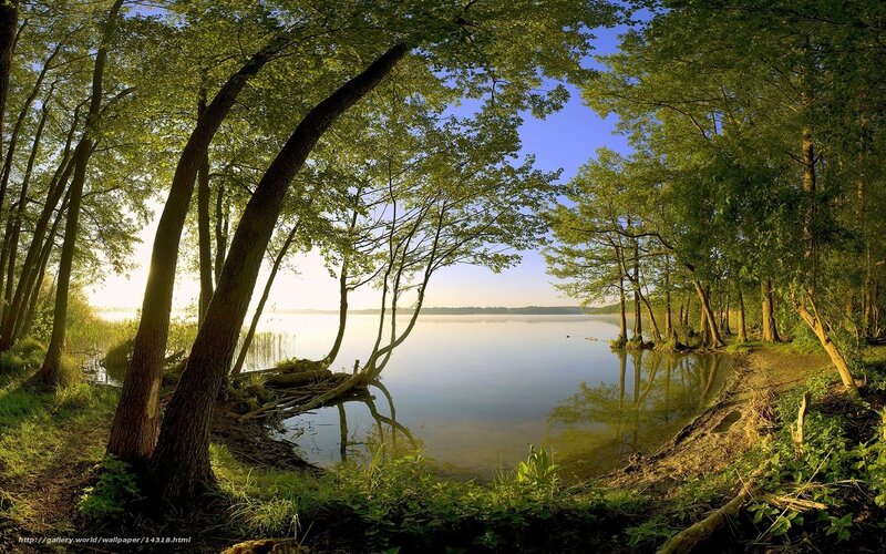 Forest lake at sunrise