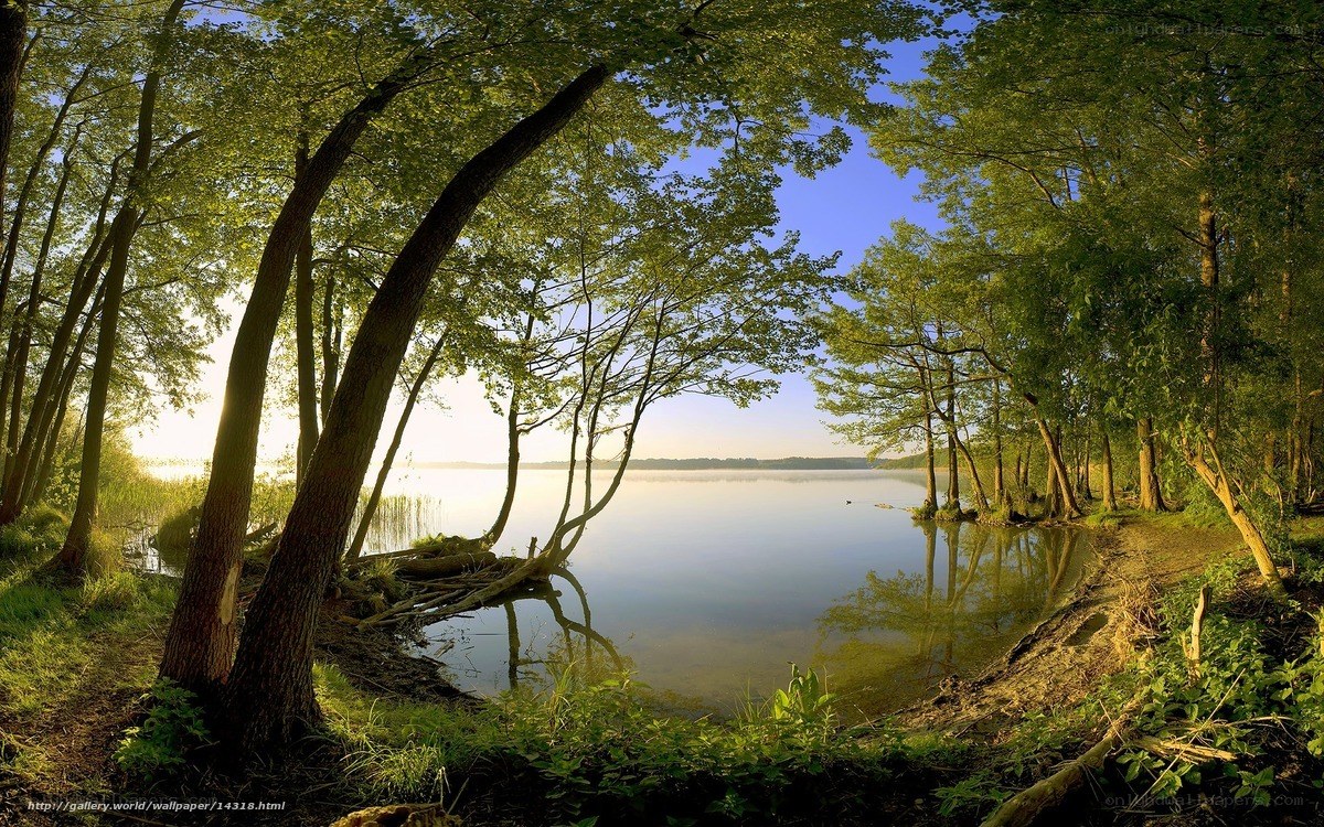 Forest lake at sunrise