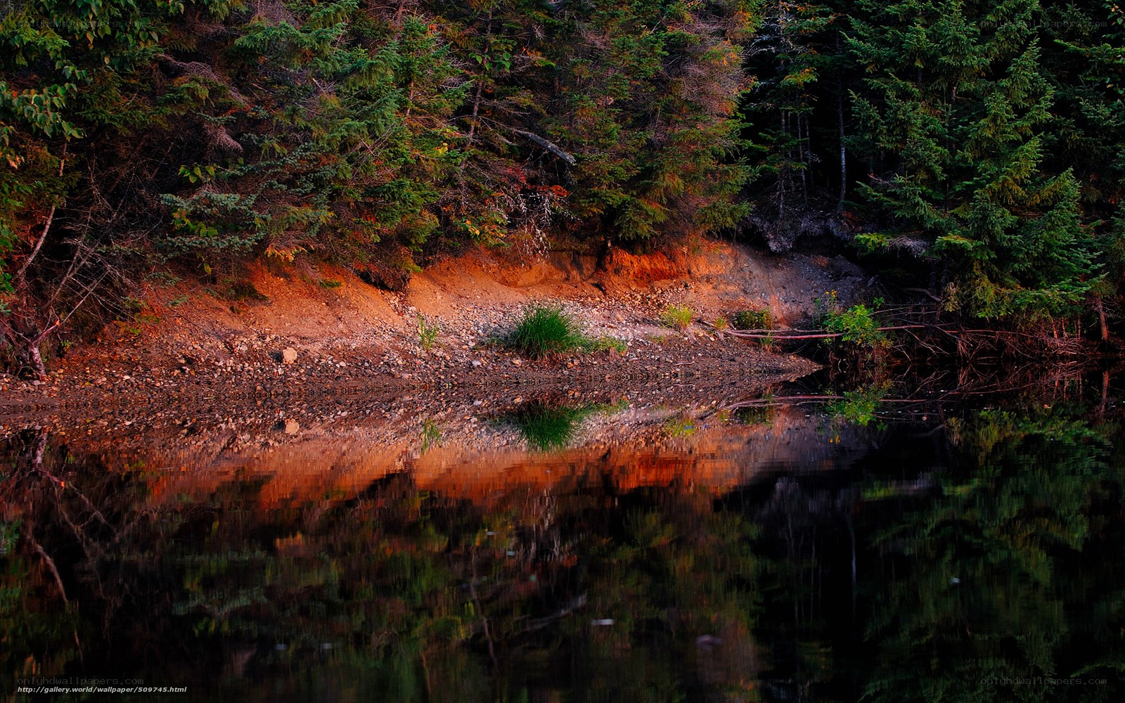 Forest lake at sunset