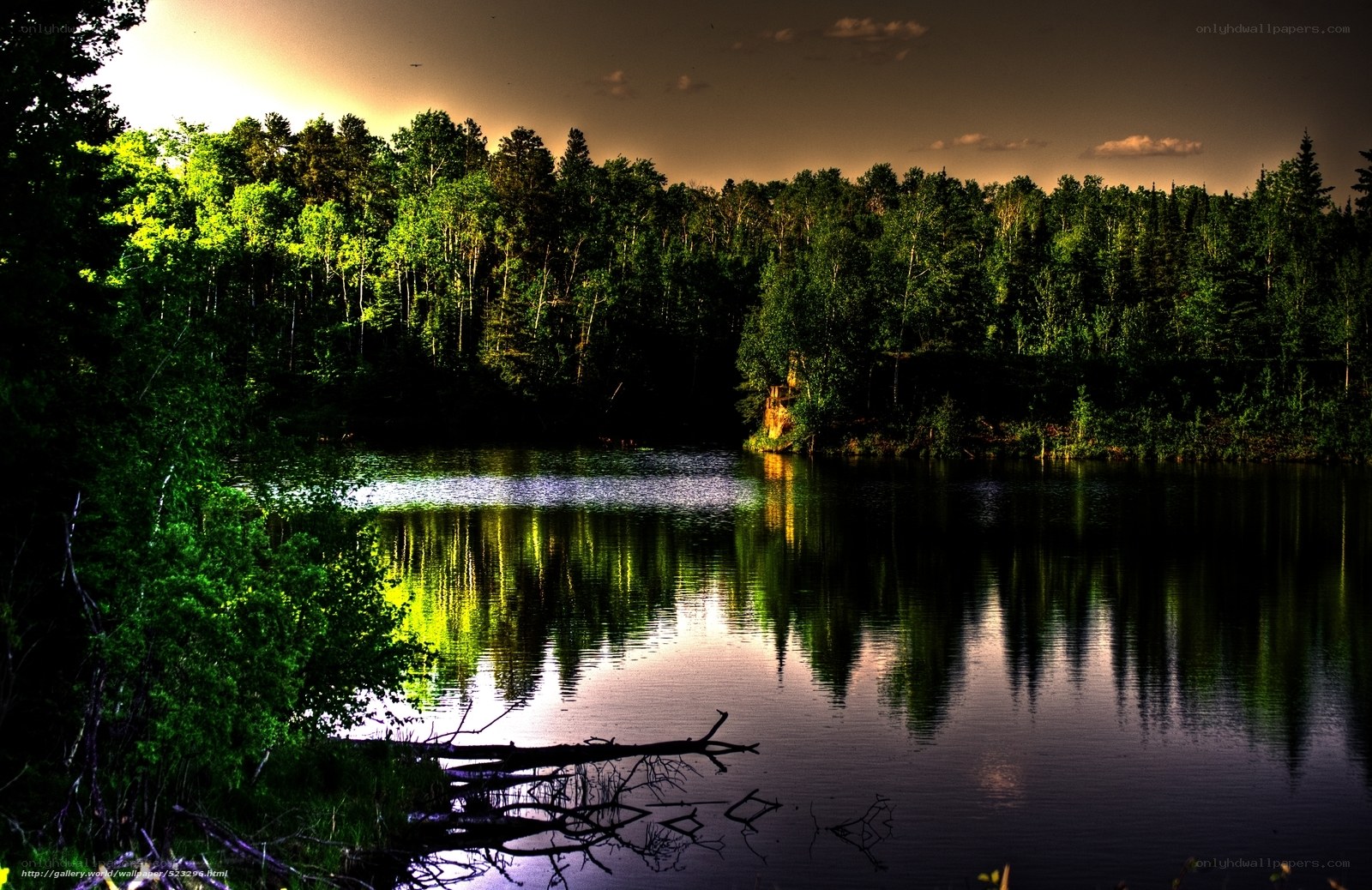 Forest lake at sunset