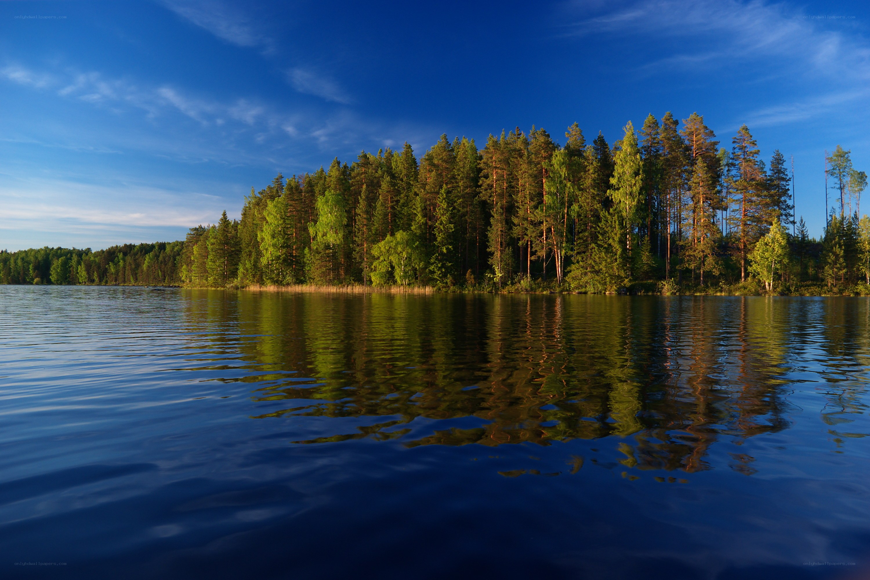 Forest lake at sunset