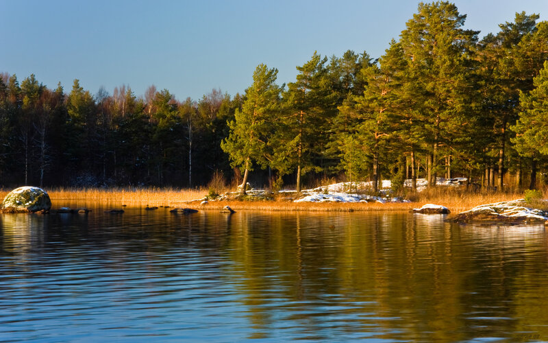 Forest lake at sunset