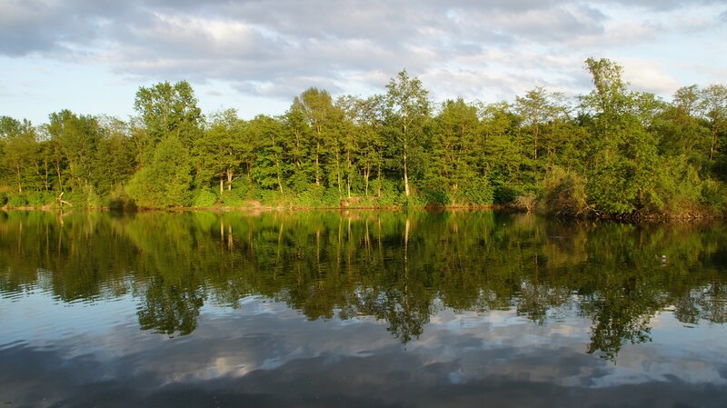 Forest lake at sunset