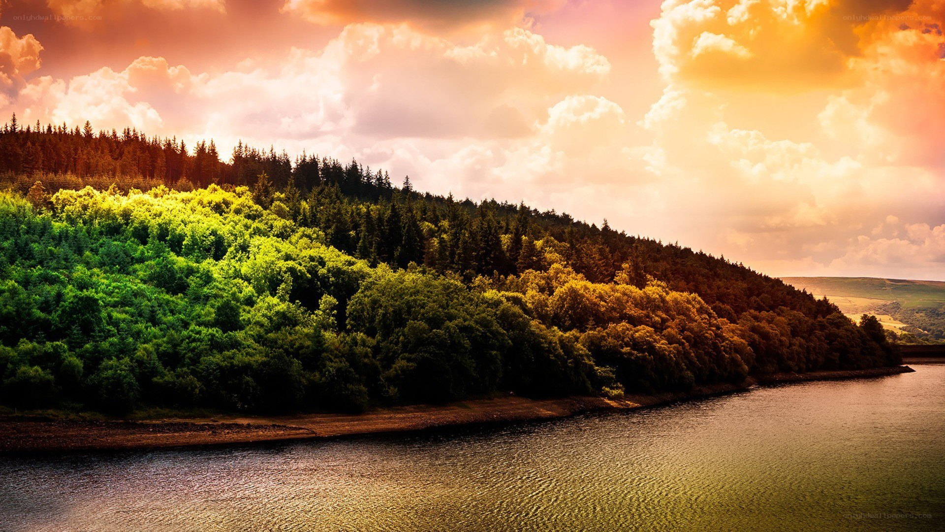 Forest lake at sunset
