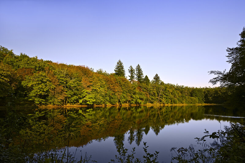 Forest lake at sunset