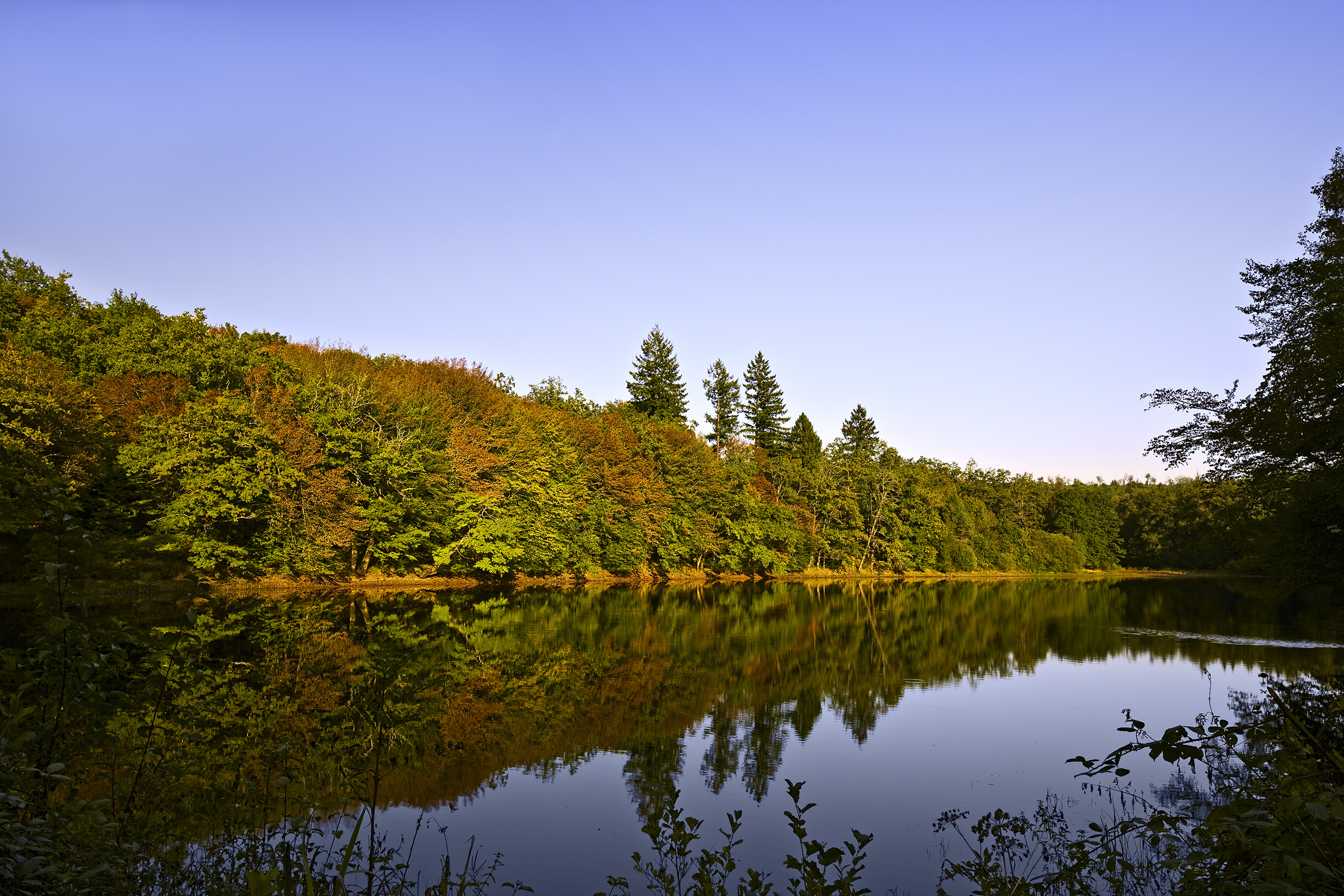 Forest lake at sunset