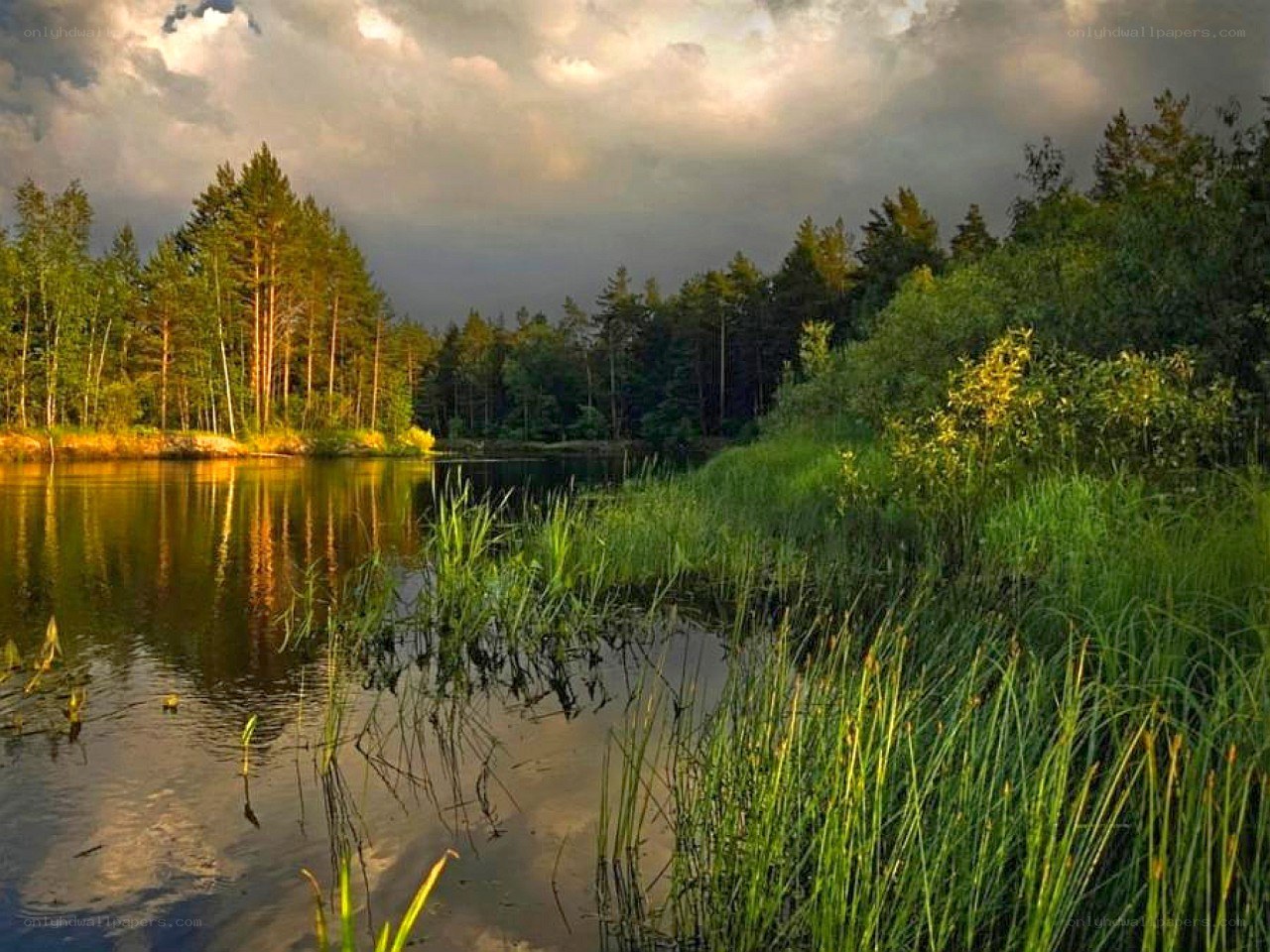 Forest lake at sunset
