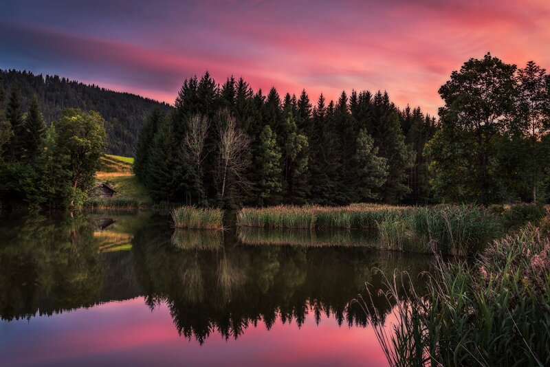 Forest Lake at Sunset — Pink, Serene