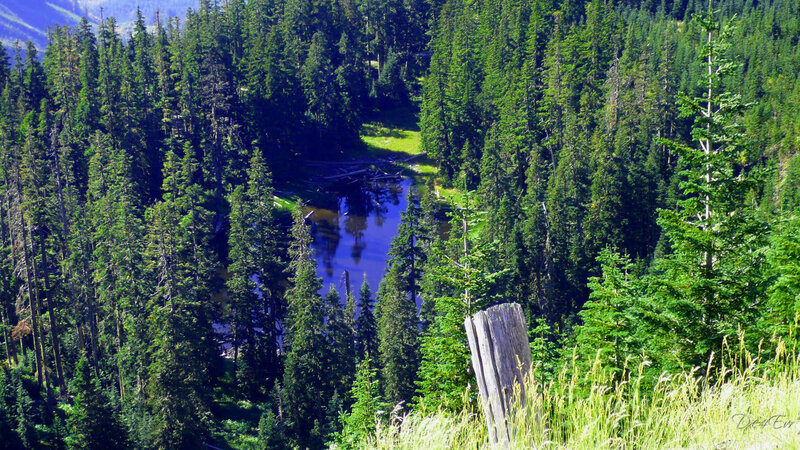 Forest lake from a hillside