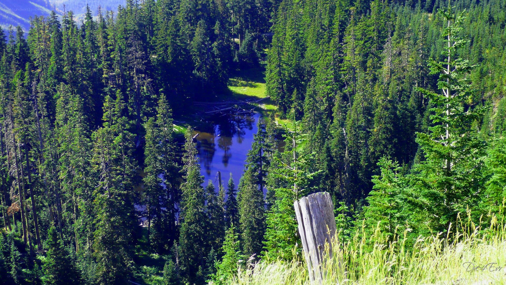 Forest lake from a hillside