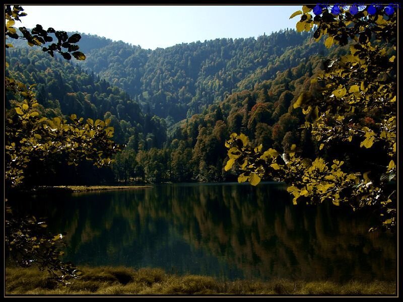 Forest lake in autumn