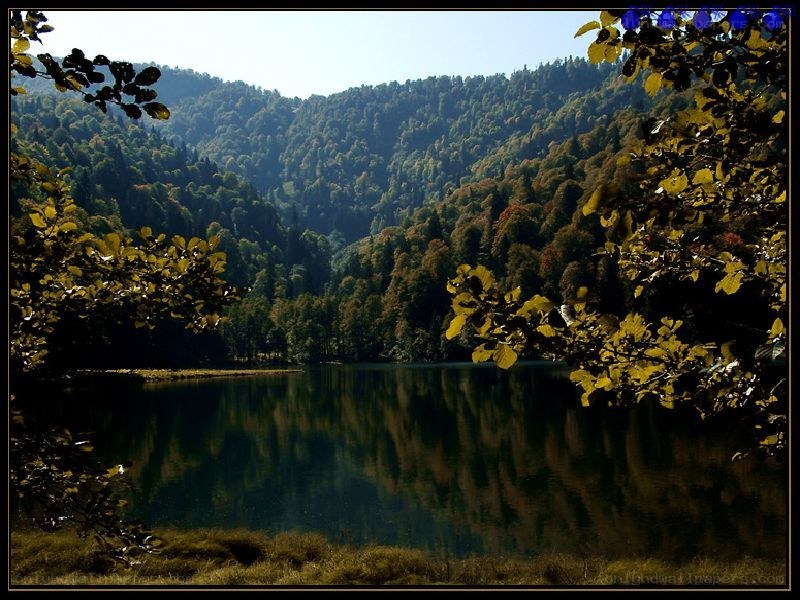 Forest lake in autumn