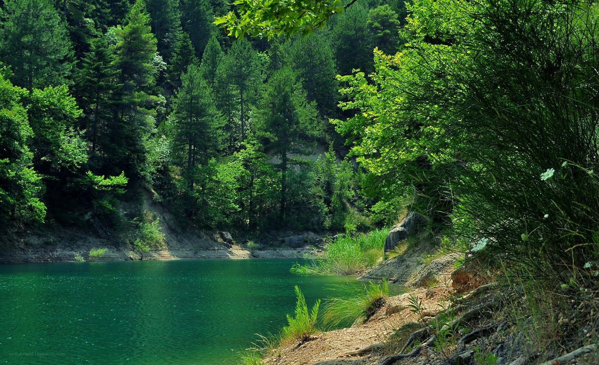 Forest lake in green forest