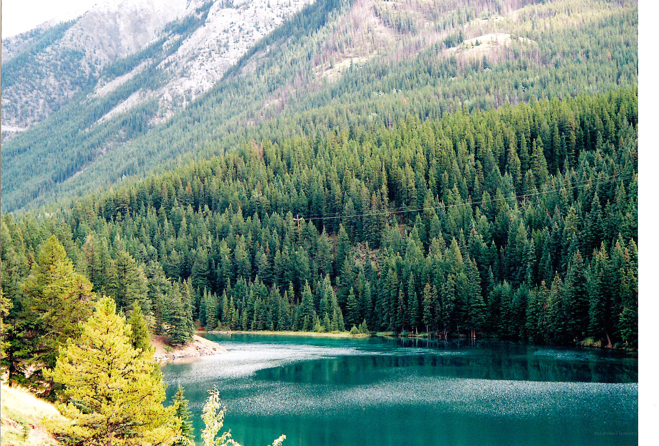 forest lake in mountain valley