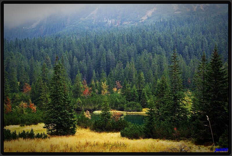 Forest Lake in Mountains