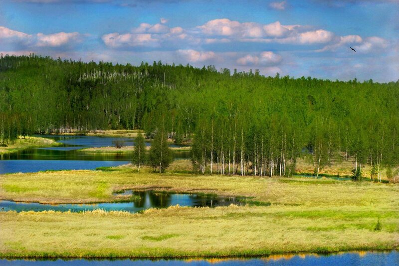 Forest lake landscape
