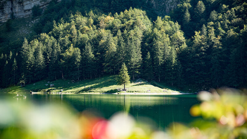 Forest Lake Landscape — Green, Serene, Afternoon, Photograph, Trees, Mountain
