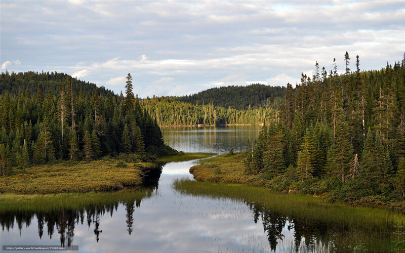 Forest Lake Landscape — Green, Serene