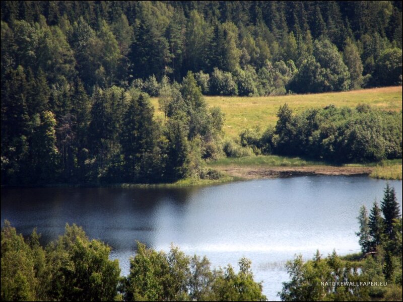 Forest Lake Landscape — Green