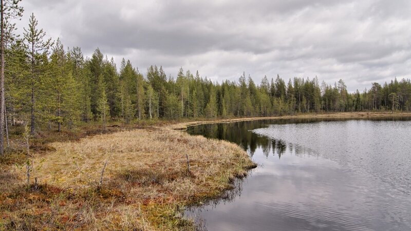 Forest lake on a cloudy day