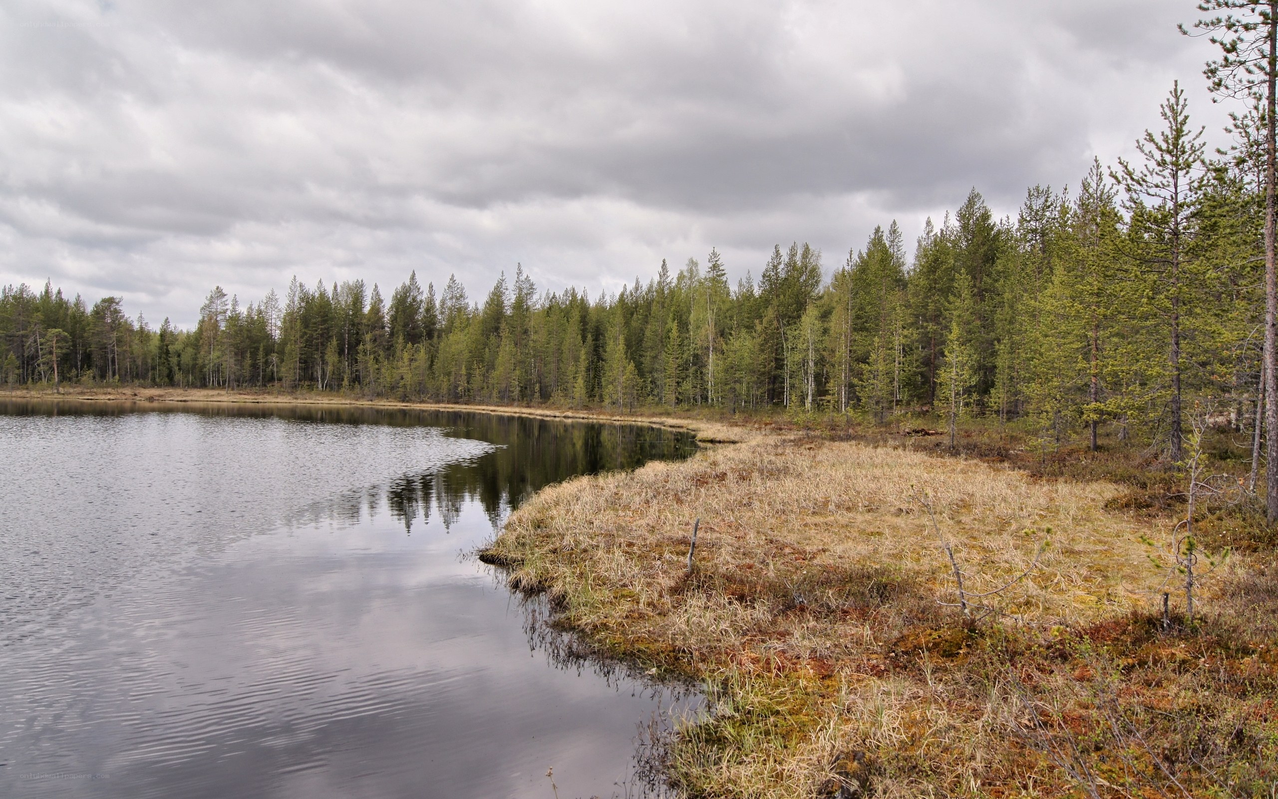Forest lake on a cloudy day