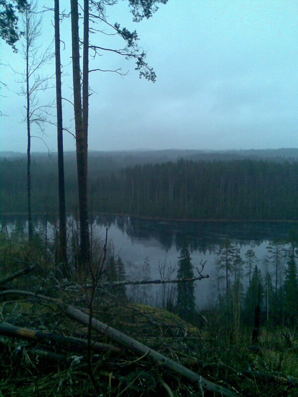 Forest lake on a foggy day