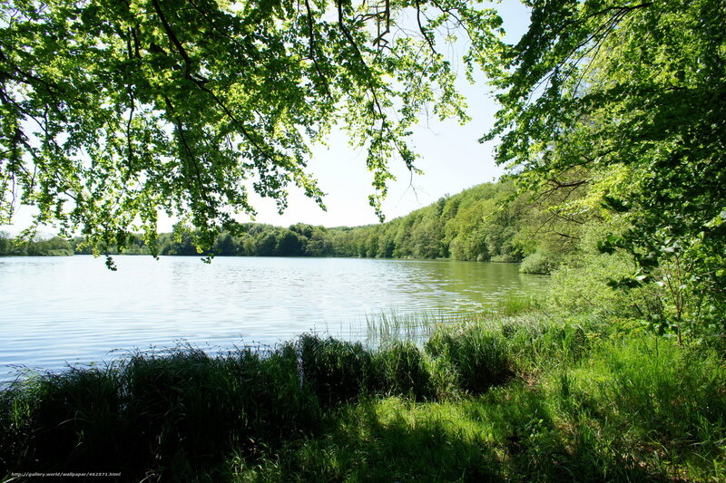 Forest lake on a sunny day