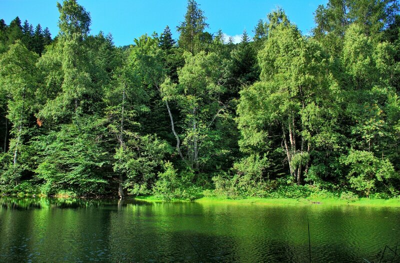 Forest lake on a sunny day