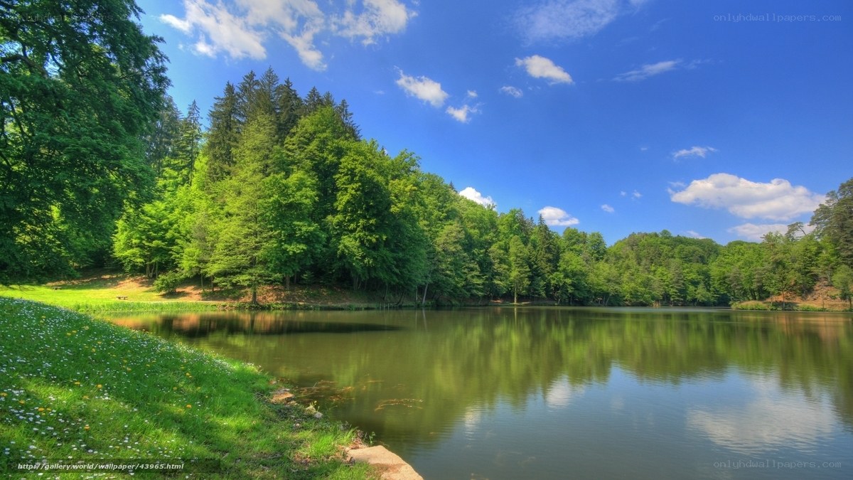 Forest lake on a sunny day