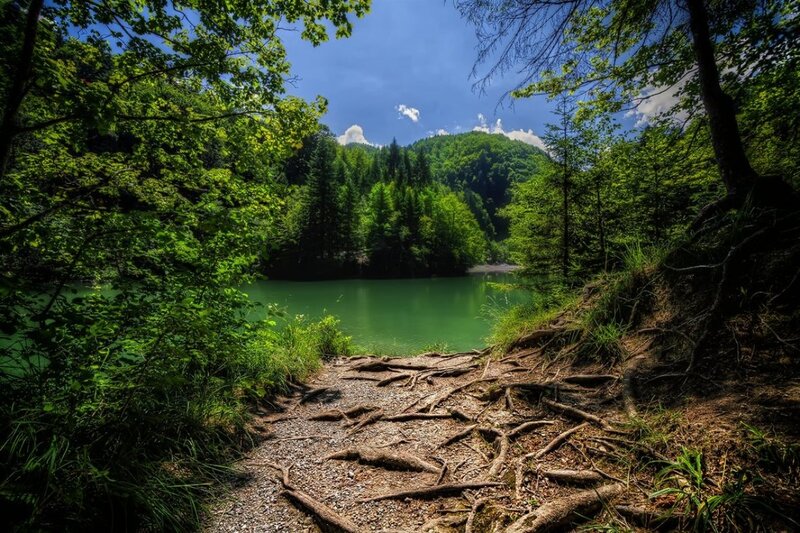 Forest Lake Path