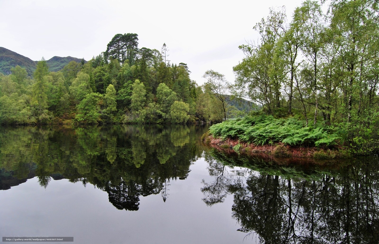 Forest lake reflection