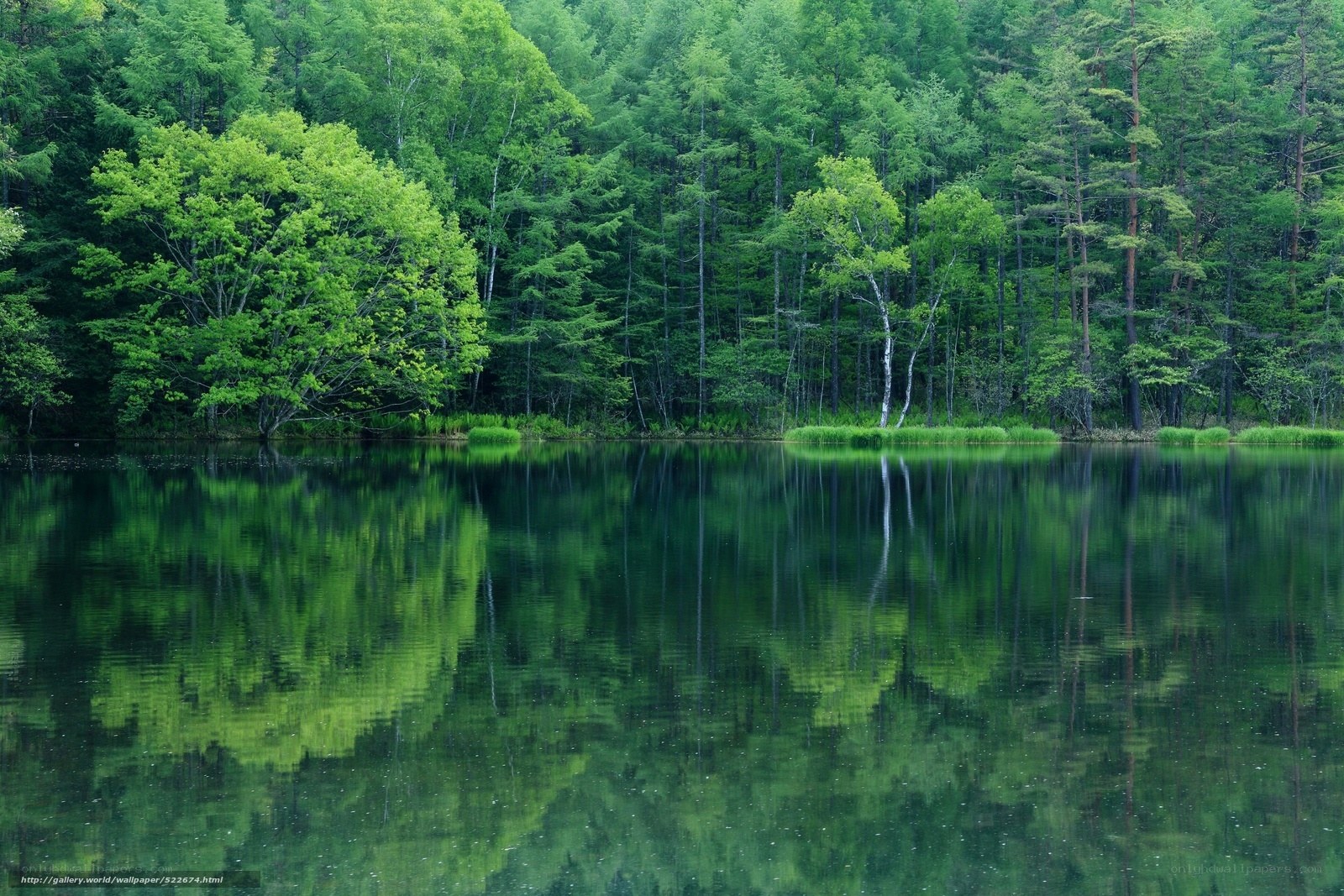 Forest lake reflection