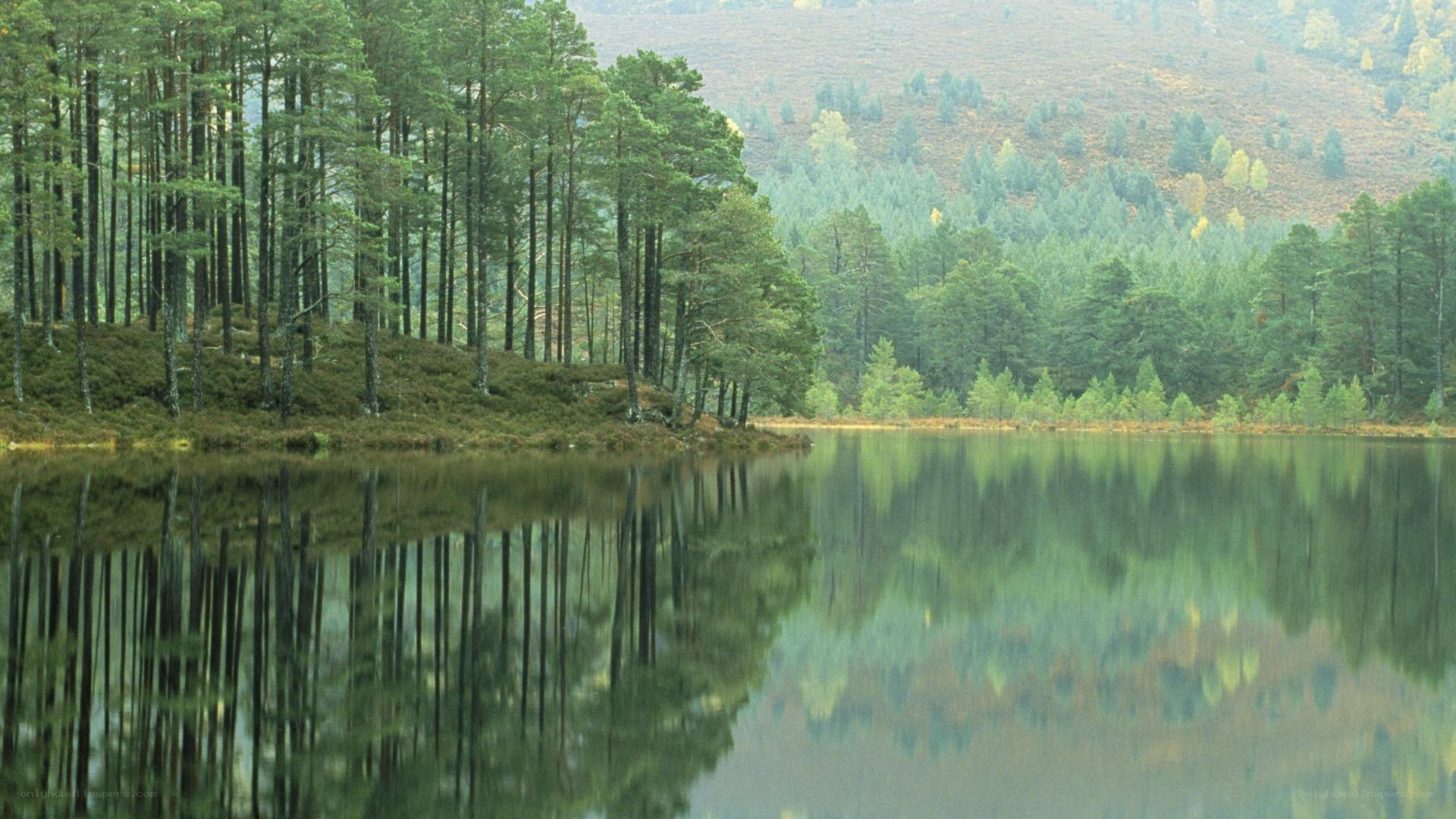 Forest lake reflection