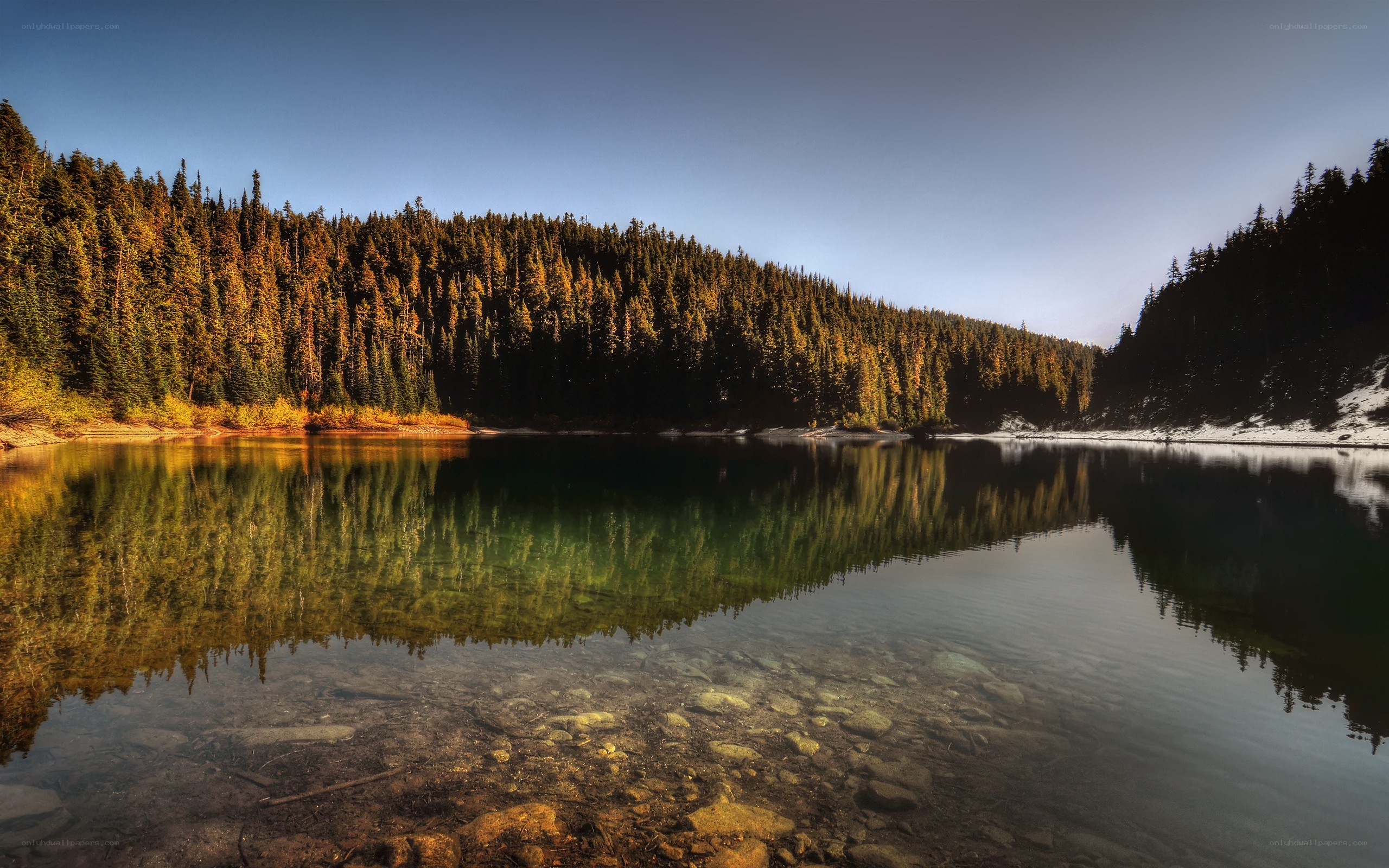 Forest lake reflection