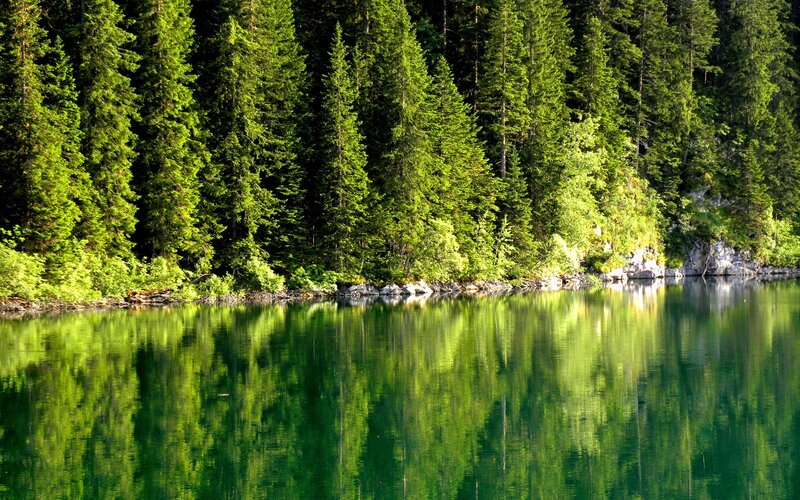 Forest lake reflection