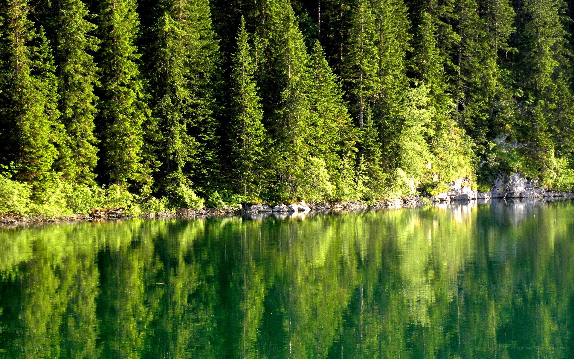Forest lake reflection
