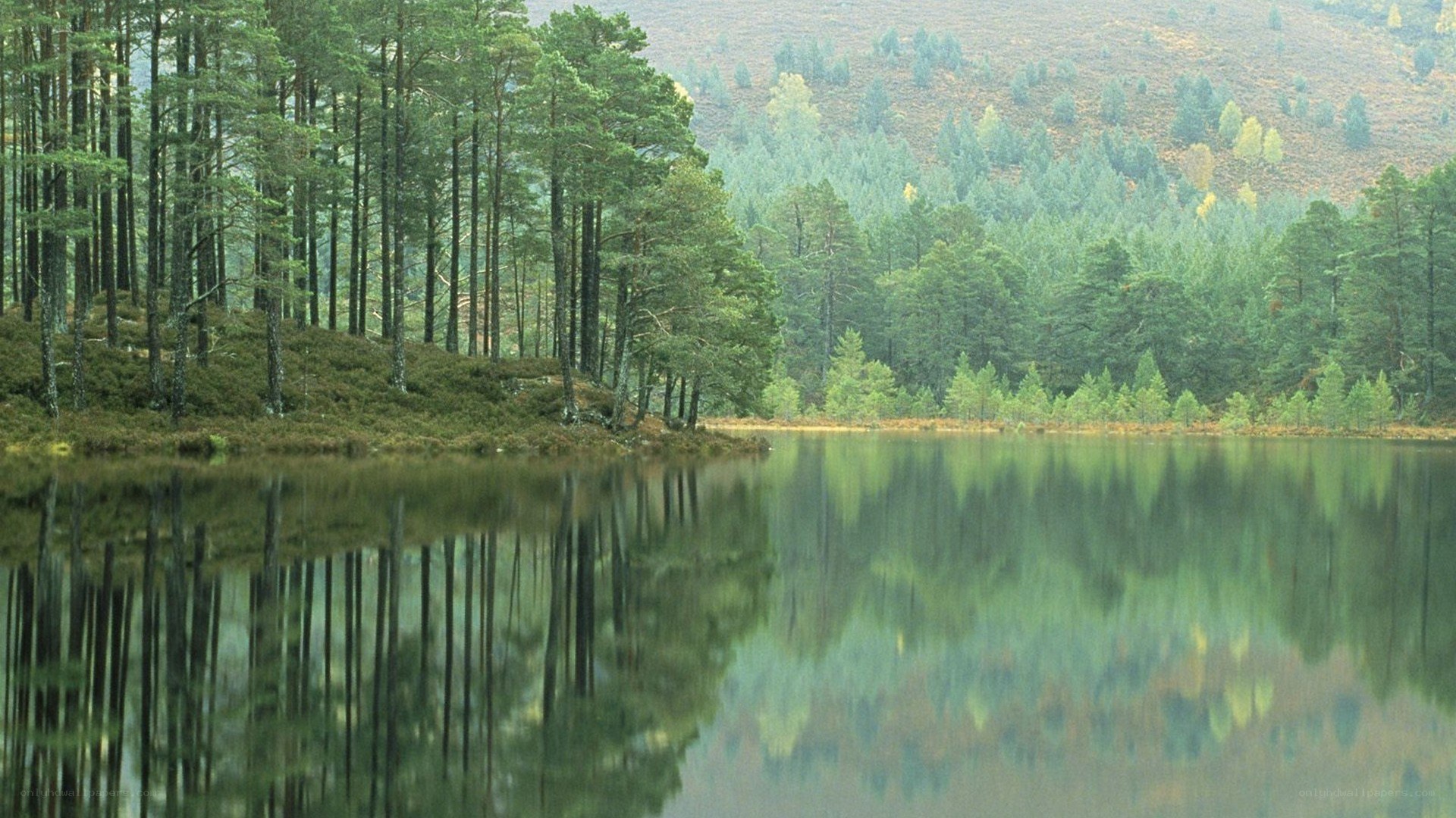 Forest lake reflection