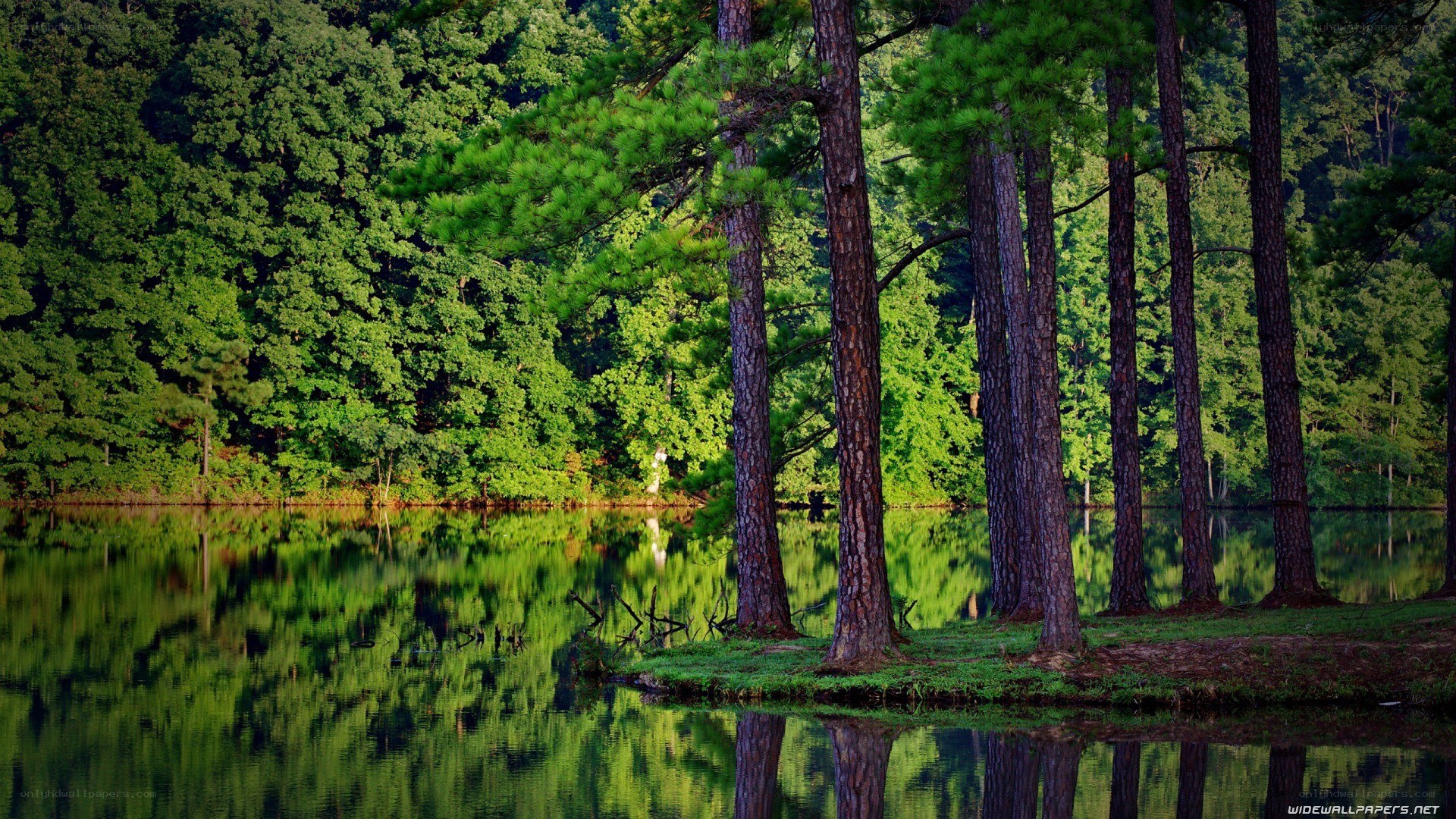 Forest lake reflection