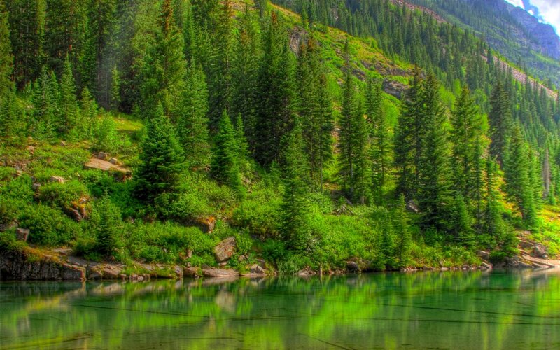 Forest lake reflection