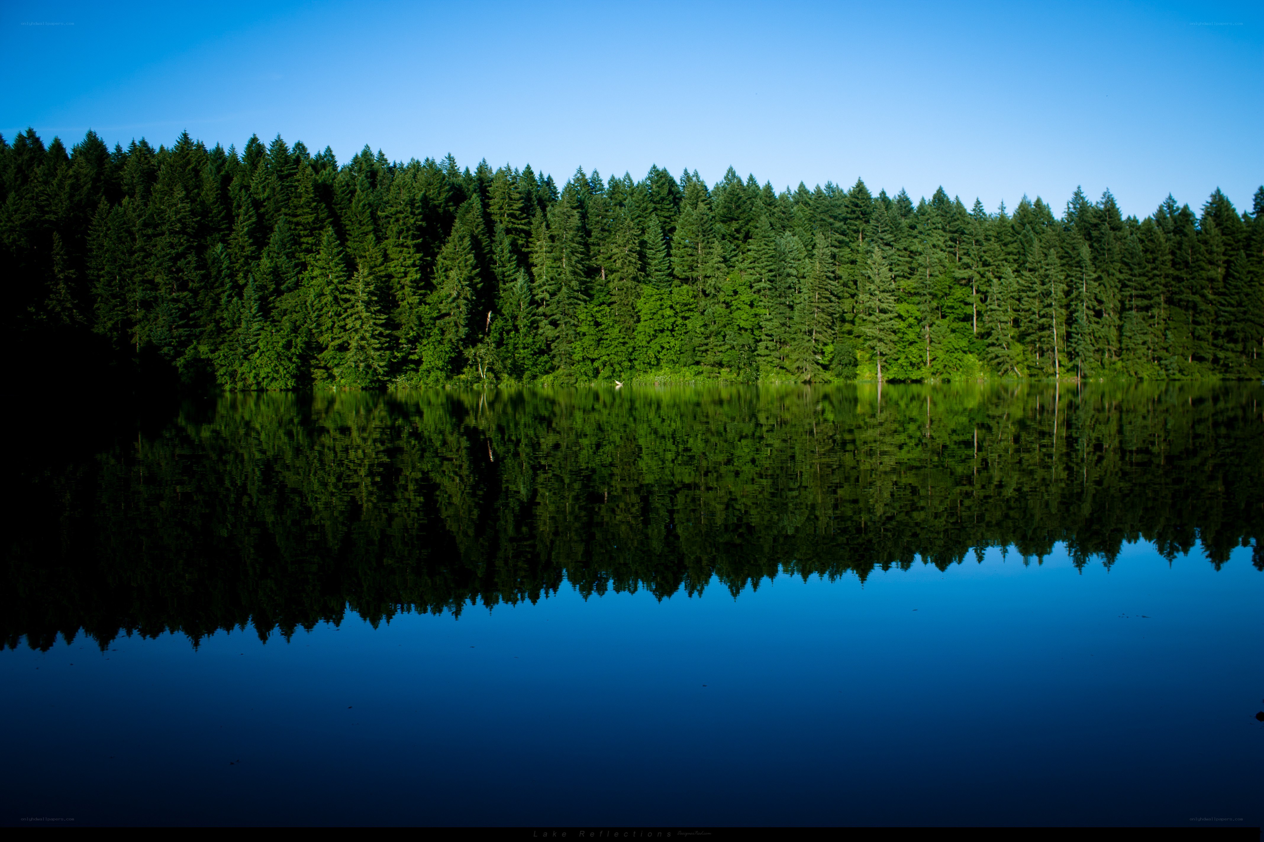 Forest lake reflection