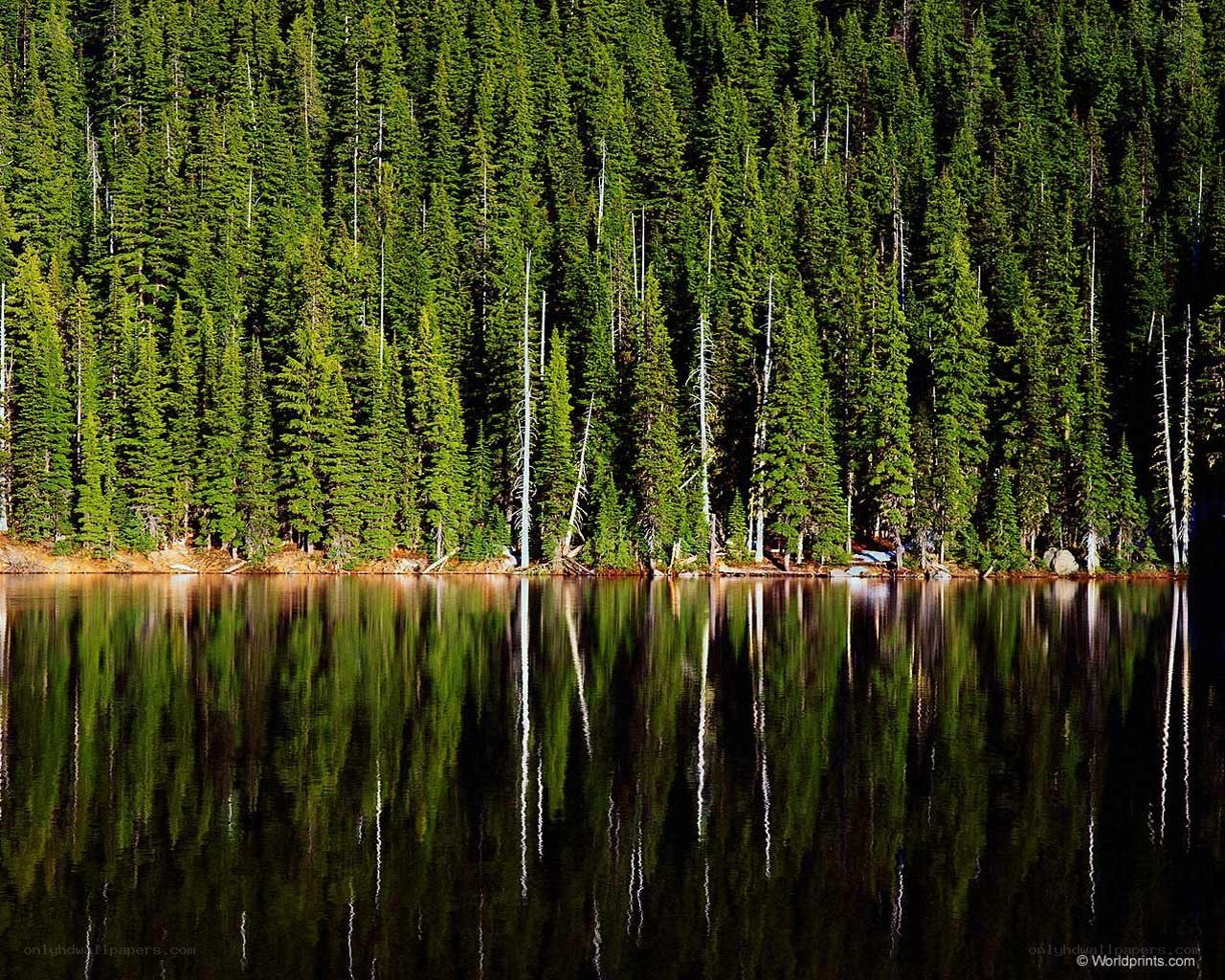Forest lake reflection
