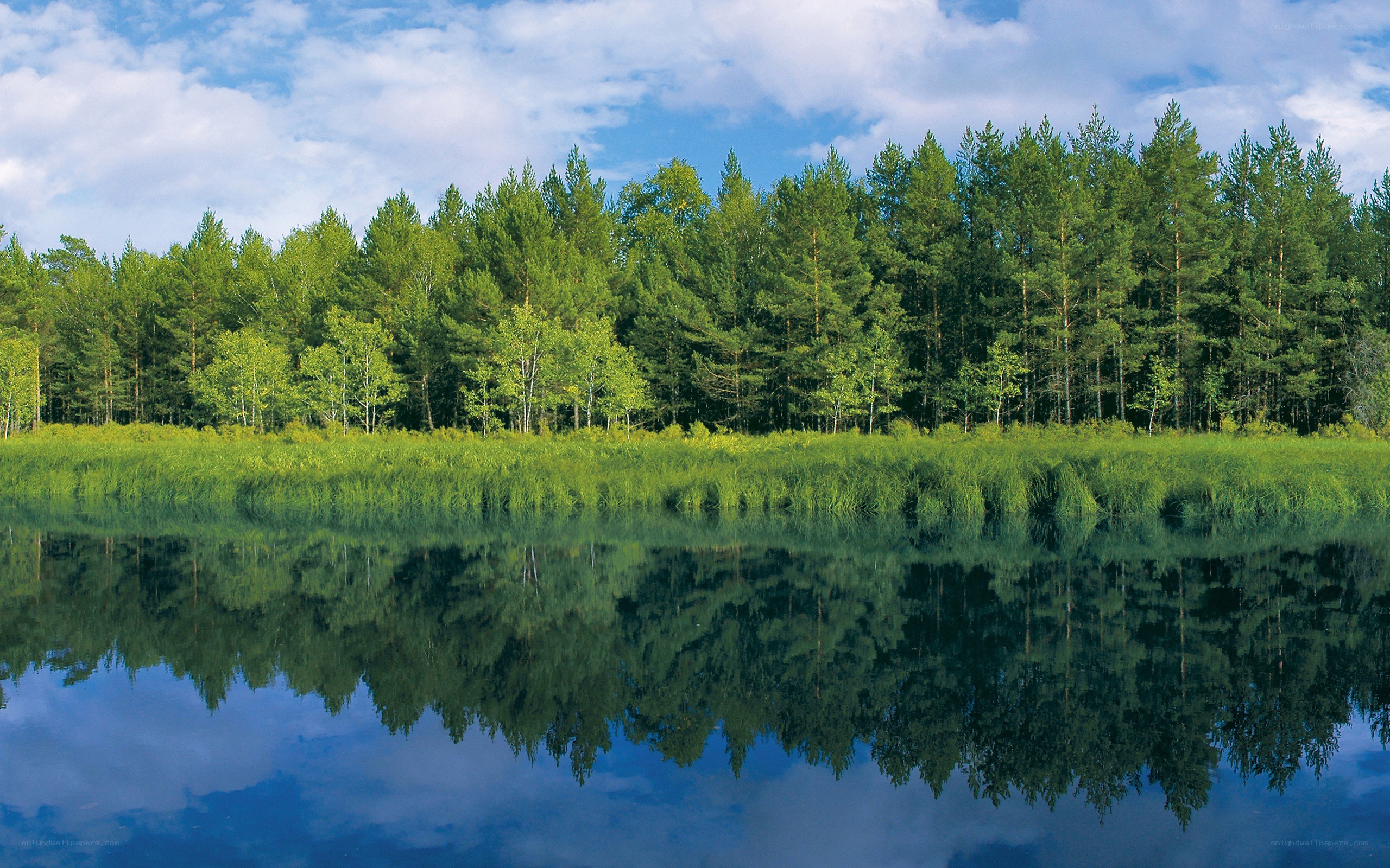 Forest lake reflection