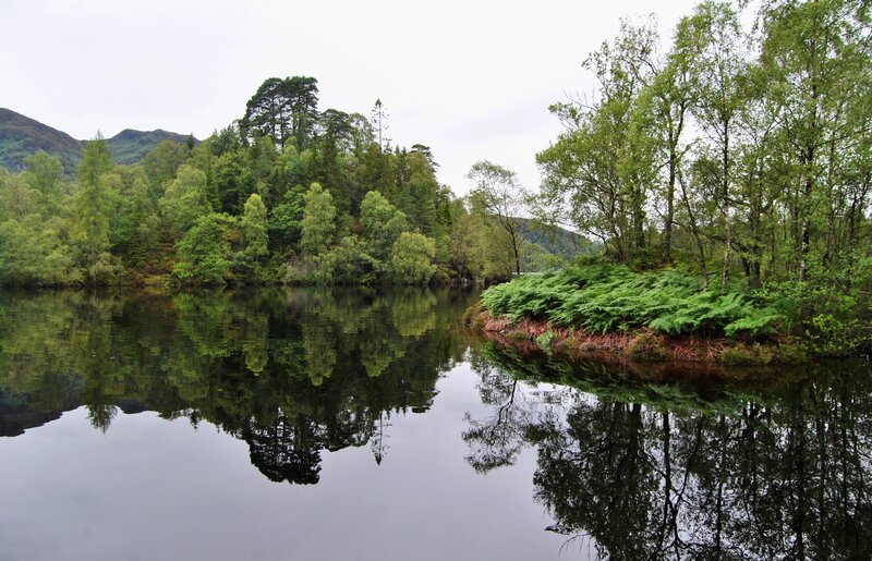 Forest lake reflection