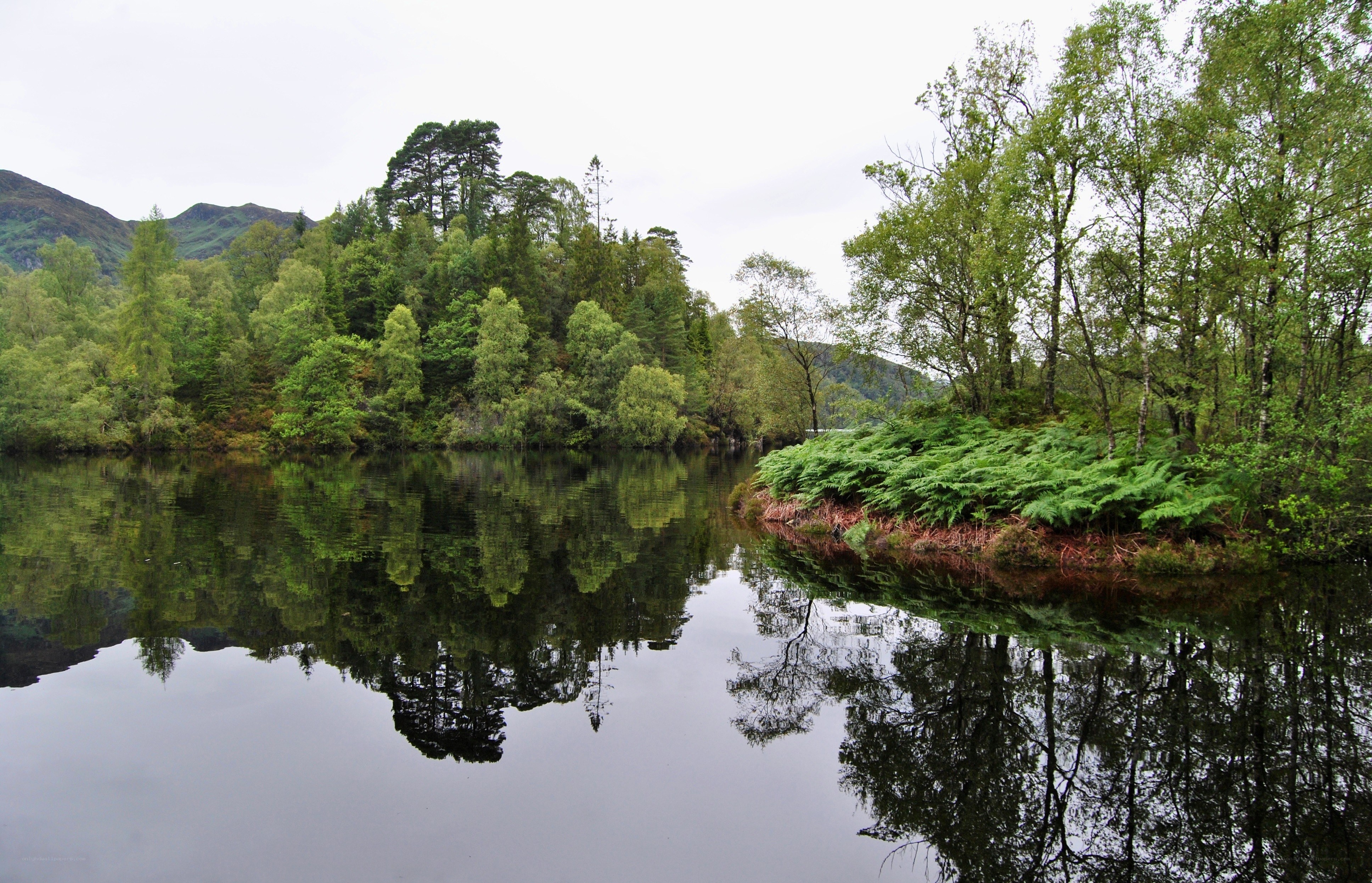 Forest lake reflection