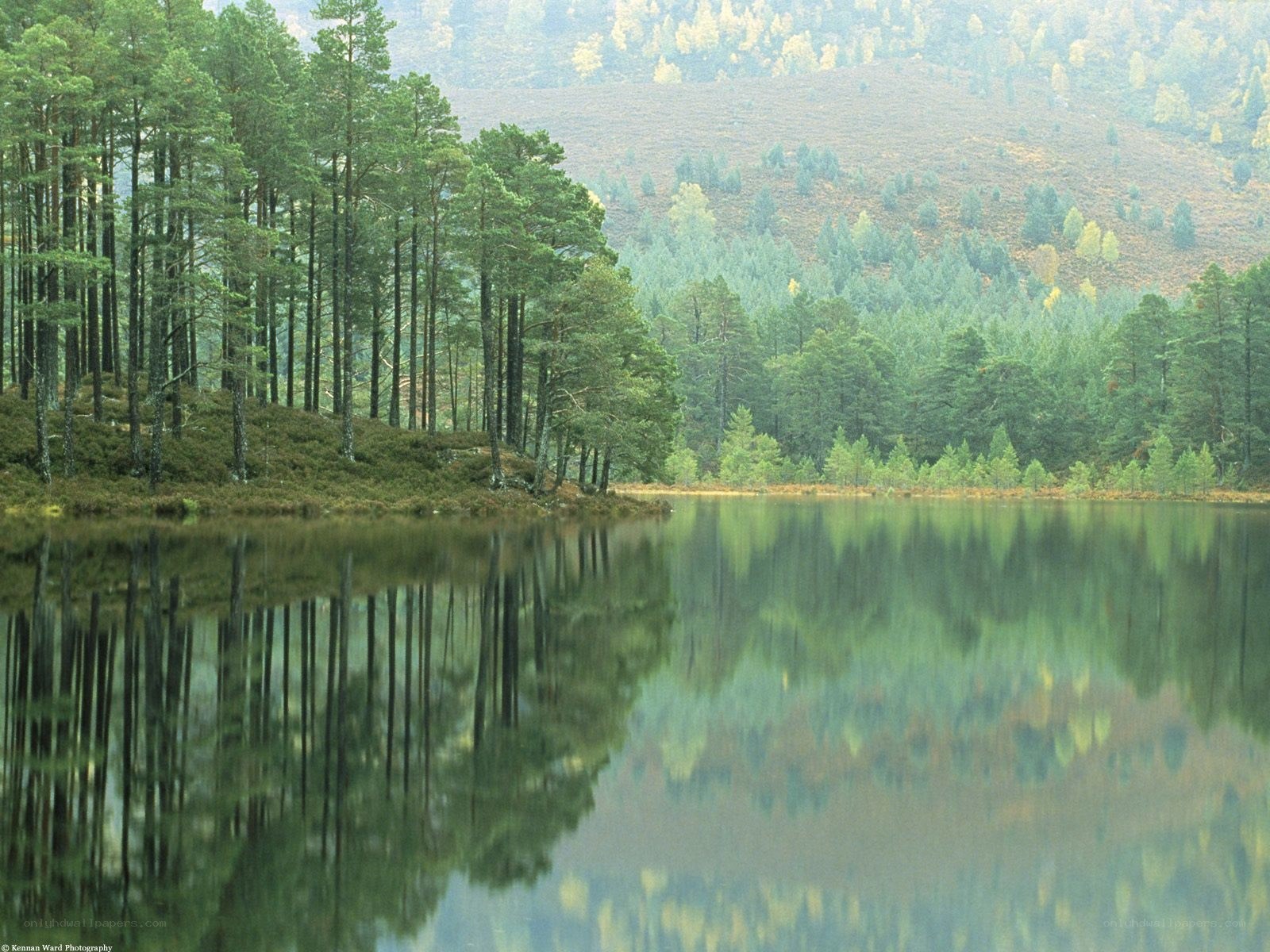 Forest lake reflection