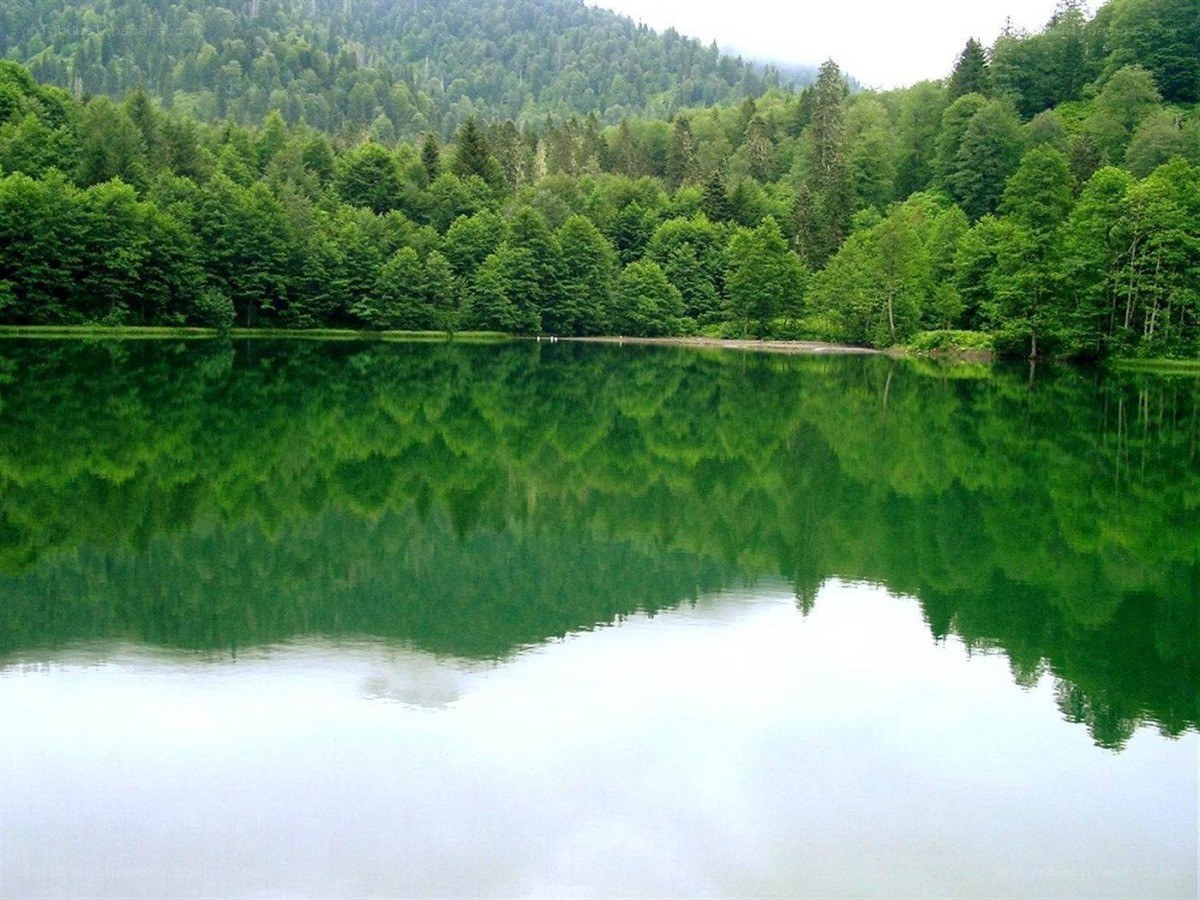 Forest lake reflection