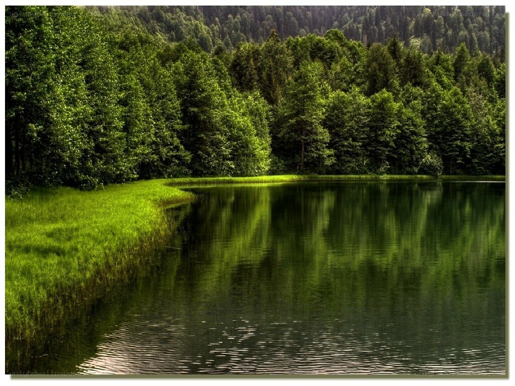 Forest lake reflection