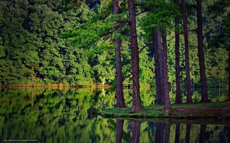 Forest lake reflection